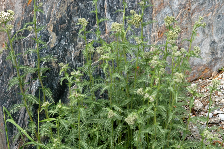 Achillea distans / Millefoglio maggiore